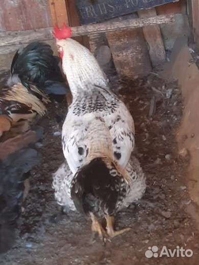 Молодые петушки от домашних кур