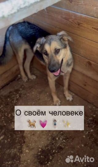 Нежная собака ищ приюта