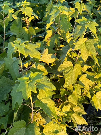 Саженцы черной смородины голубка