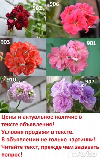 Ампельные плющелистные пеларгонии укорен черенки