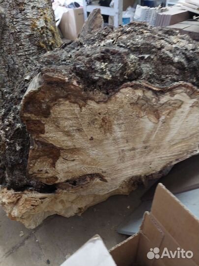 Кап березовый