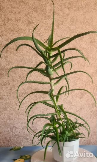 Алоэ 7-летний лечебный - «Столетник»