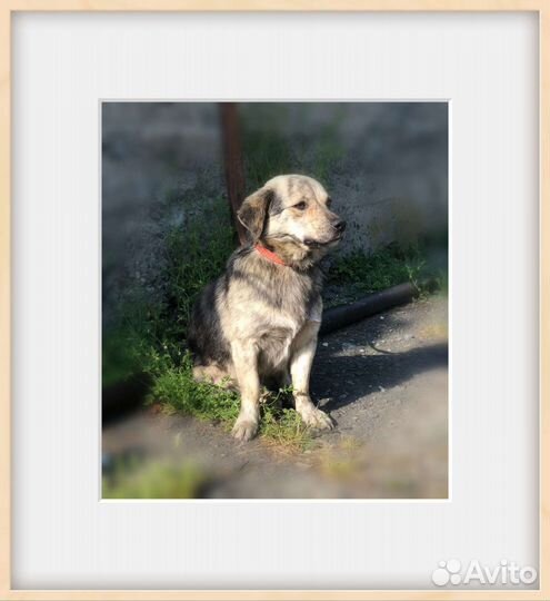 Коротколапик в добрые руки