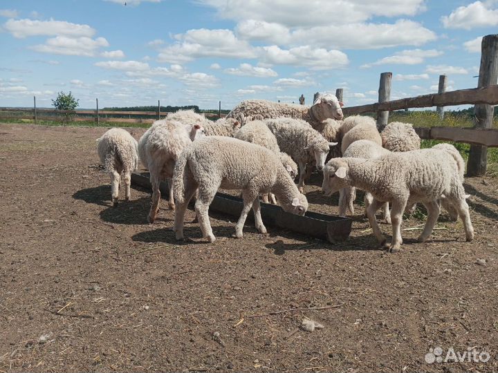 Баран Лакон чистокровный взрослый, ярки