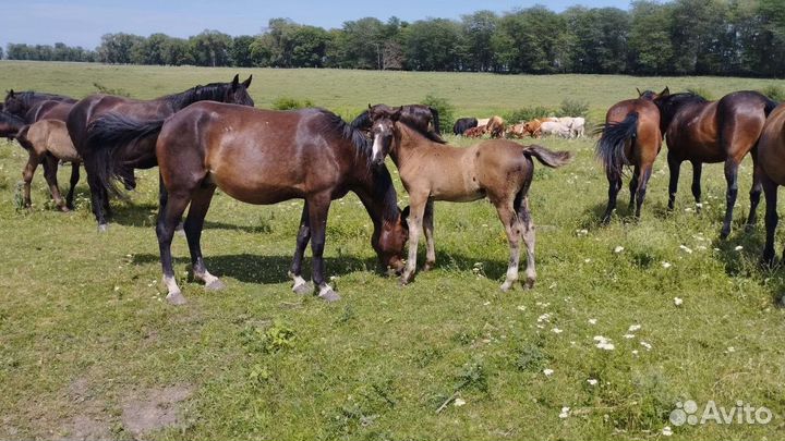 Лошадь с жеребенком