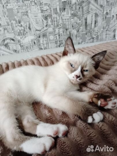 Котята домашние