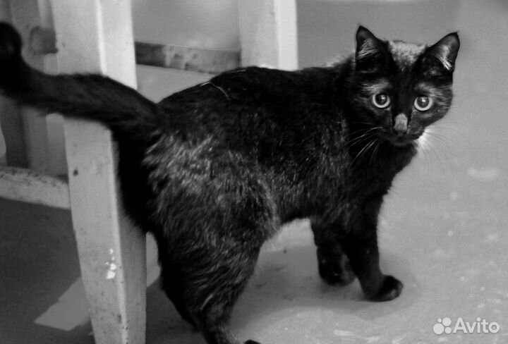 Ласковая кошечка Мэри - в добрые руки