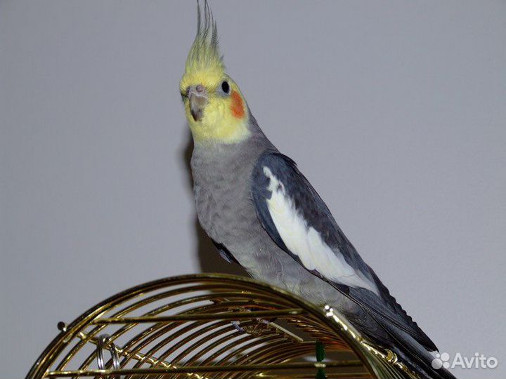 Попугай карелла