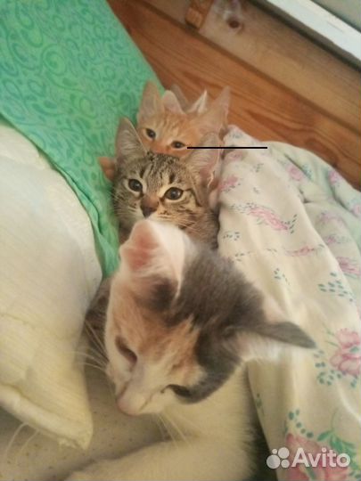 Кошка в дар бесплатно