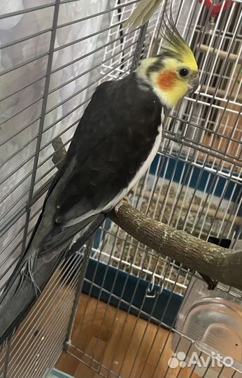 Корелла пара