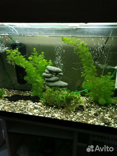 Аквариумы, грунт