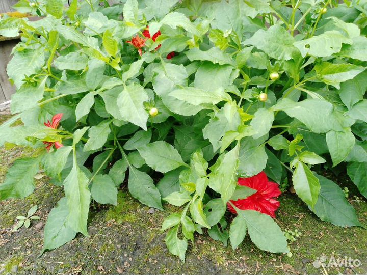 Лилии луковицы, клубни георгинов