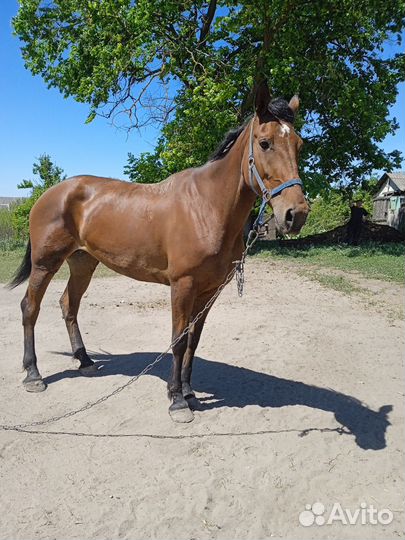 Кобыла жеребая