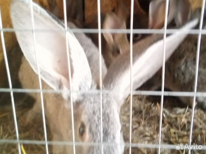 Кролики, яйца