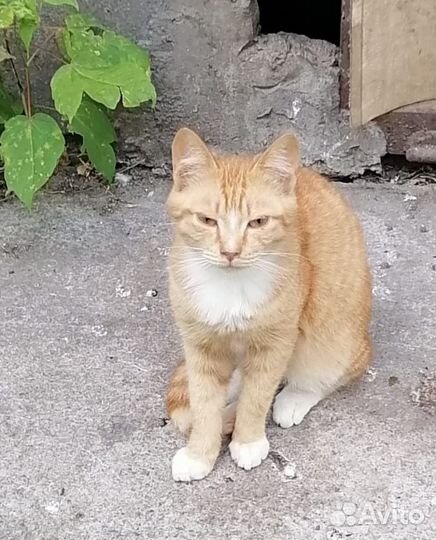 Котенок мальчик ищет дом или передержку