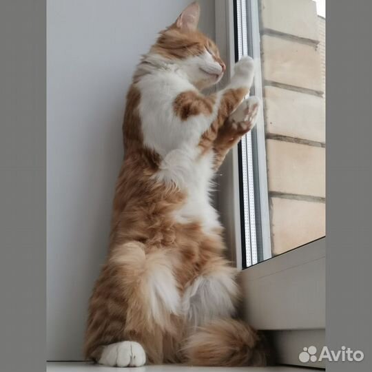Стив. Котик 7 месяцев