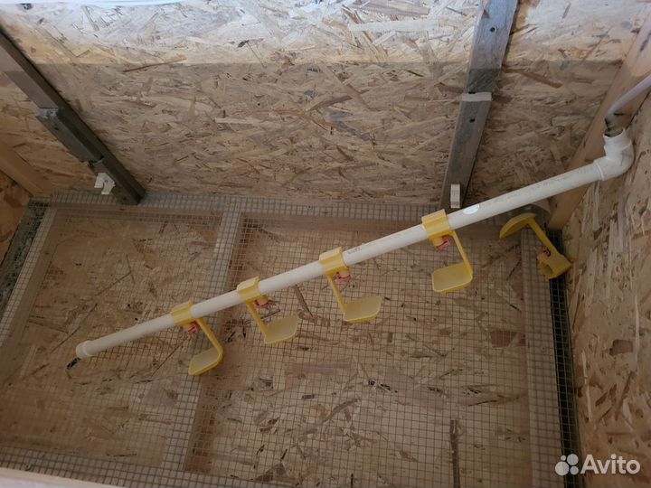 Брудар для цыплят