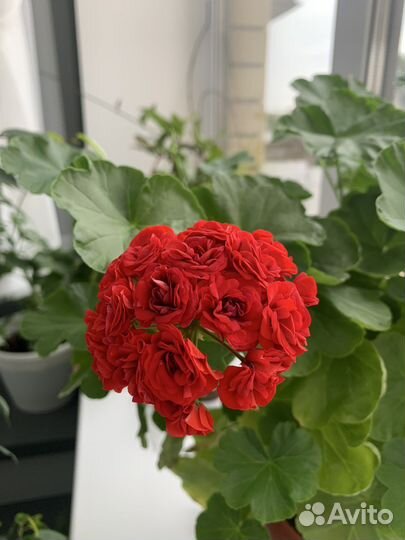 Пеларгония герань