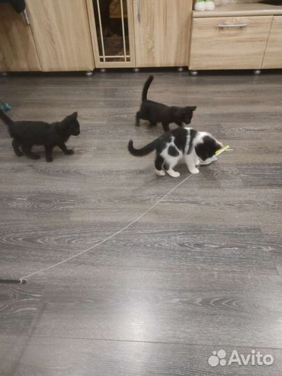 Котята в добрые руки