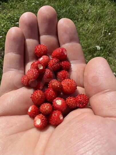 Участок 51,7 га (СНТ, ДНП)