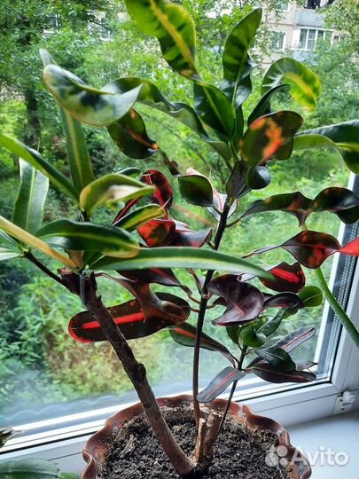 Кротон (кодиеум) мамми экселент