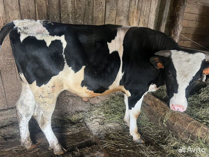 Продам бычка 16 месяцев