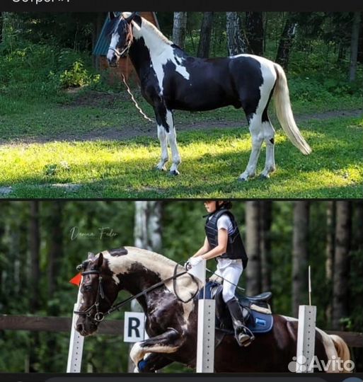 Продам кобылу и жеребчика 7 месяцев