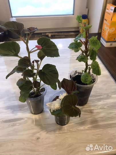 Бегония вечноцветущая махровая