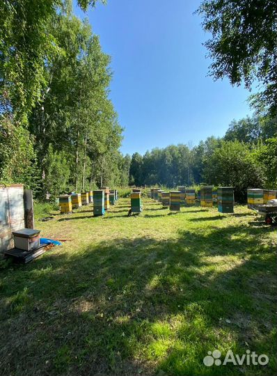 Мед оптом с Алтая / Экспорт в Китай и снг