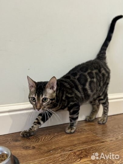 Бенгальская