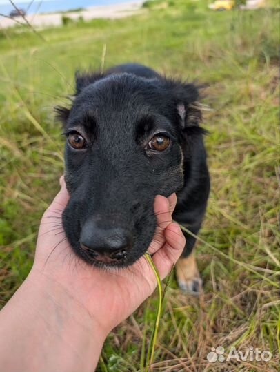Добрейший щенок девочка похож на овчарку