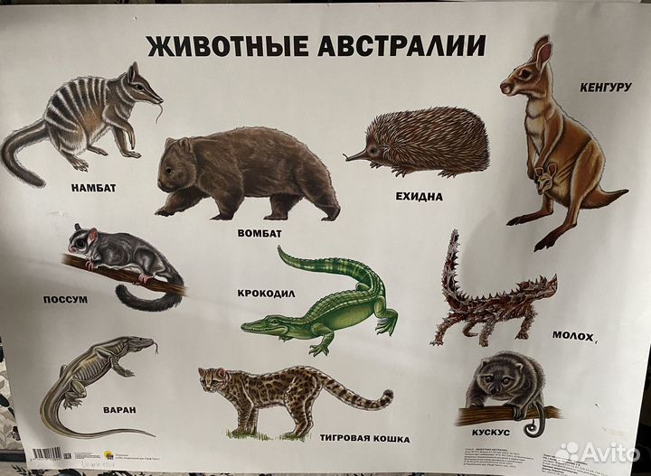 Наглядные пособия:Австралия, насекомые, еда