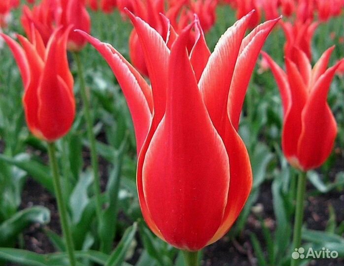 Тюльпаны оптом