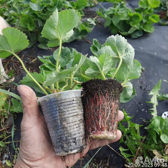 Саженцы настоящей Купчихи и не только