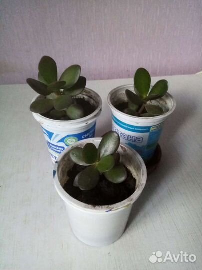 Толстянка денежное дерево