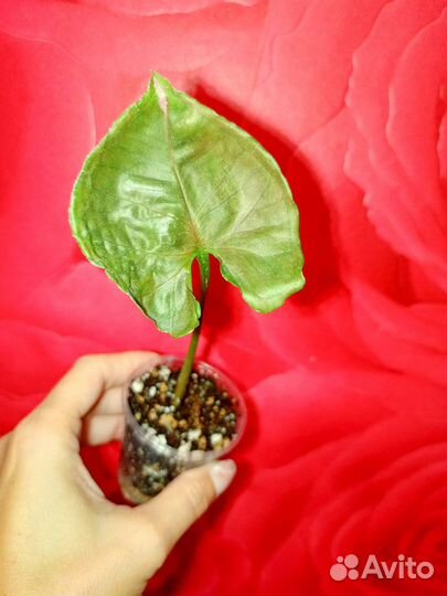 Сингониум Яичница, Клубничный Лёд