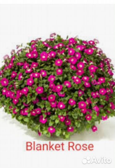 Черенки вегетативной петунии, калибрахоа, вербена