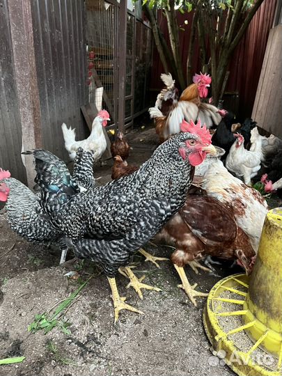 Молодые петухи