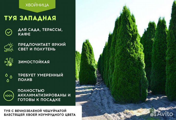 Туи в ассортименте: Колумна, Брабант, Смарагд
