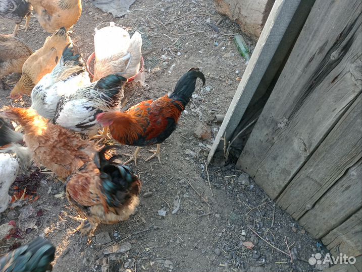 Питухи домашние