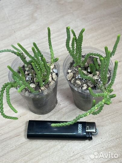 Суккуленты разные