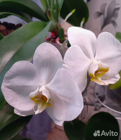 Орхидея