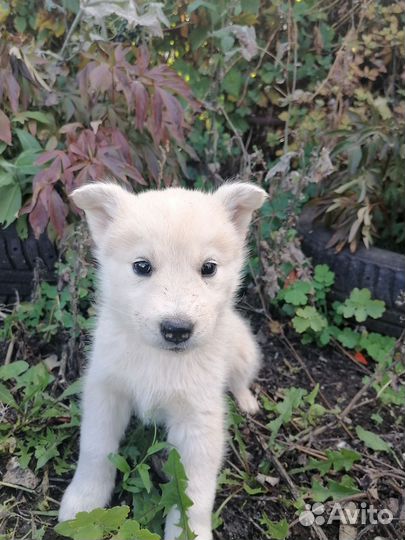 Щенки хаски