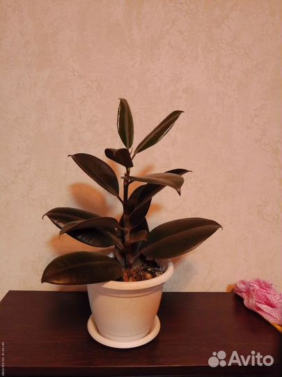 Фикус каучуконосный