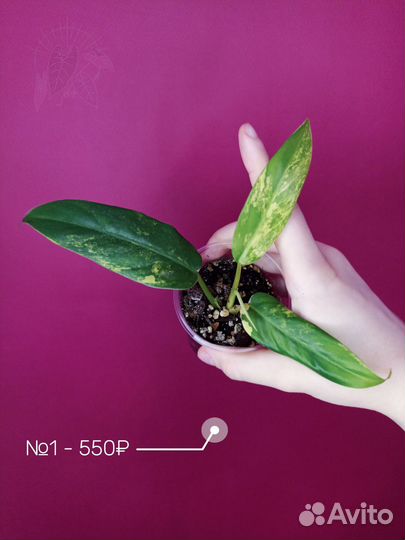 Филодендрон Сиам Санрайз/Phil Siam Sunrise