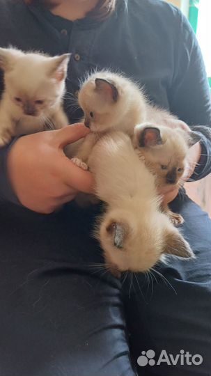 Котята в добрые руки даром бесплатно