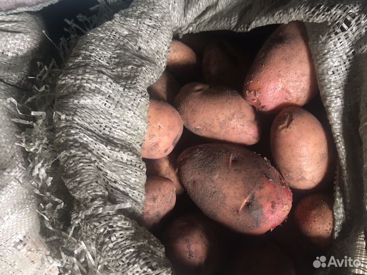 Картофель