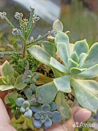 Садики из суккулентов