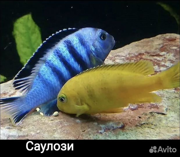 Аквариумные рыбки