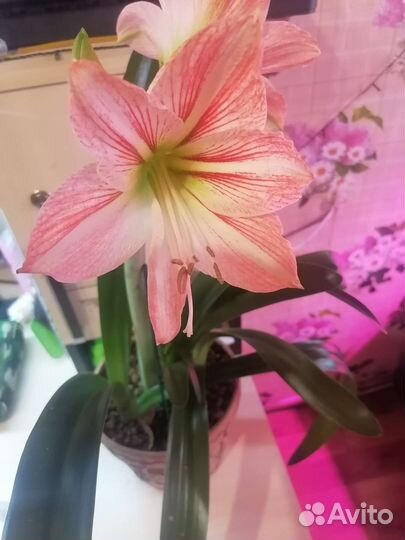 Гиппиаструм